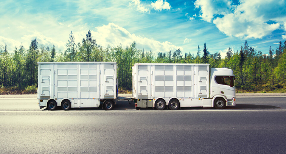 Transport Solution for Livestock